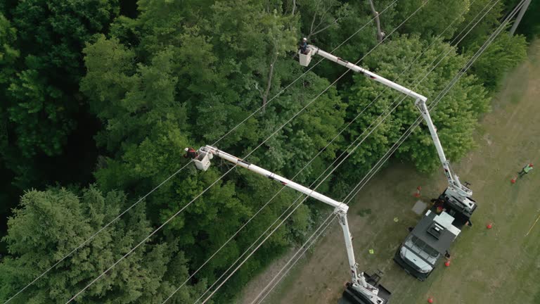 How Our Tree Care Process Works  in  Benson, AZ