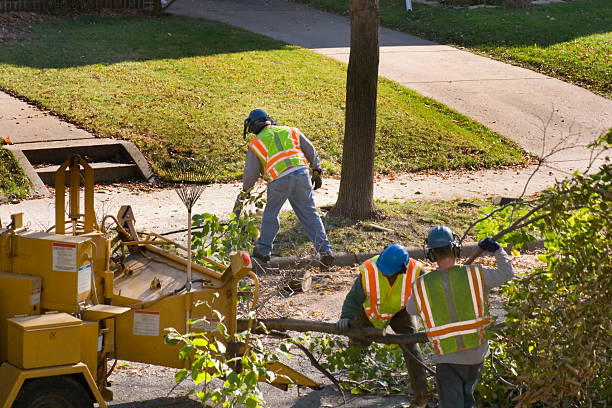 Professional Tree Removal in Benson, AZ